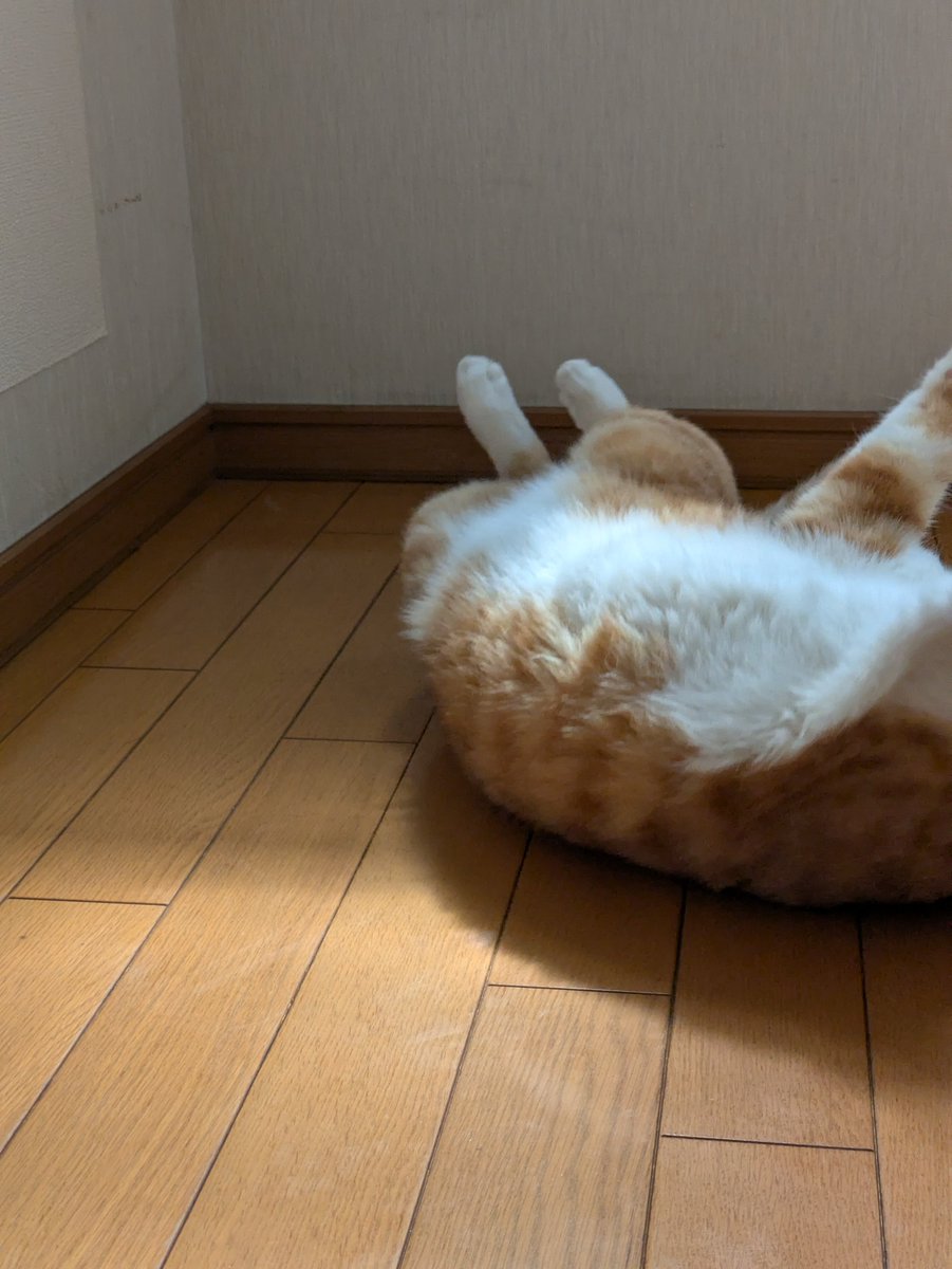 IGmvNZKr0381989's tweet photo. そういや5年前ってコトブキ君を飼い始めた年だなぁ。
サ終も突然来るし、いつ何が起きるかわからないので少し餌を豪華にしてやるか。と言う思い付き。

帰ってきたら階段の上でゴロゴロ歓迎。
あーマジでかわいい。 https://t.co/MJLqoVwHHY