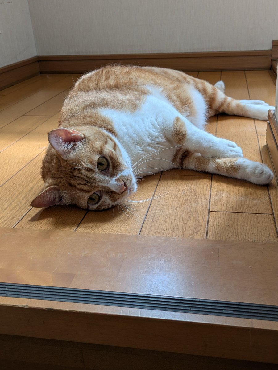 IGmvNZKr0381989's tweet photo. そういや5年前ってコトブキ君を飼い始めた年だなぁ。
サ終も突然来るし、いつ何が起きるかわからないので少し餌を豪華にしてやるか。と言う思い付き。

帰ってきたら階段の上でゴロゴロ歓迎。
あーマジでかわいい。 https://t.co/MJLqoVwHHY
