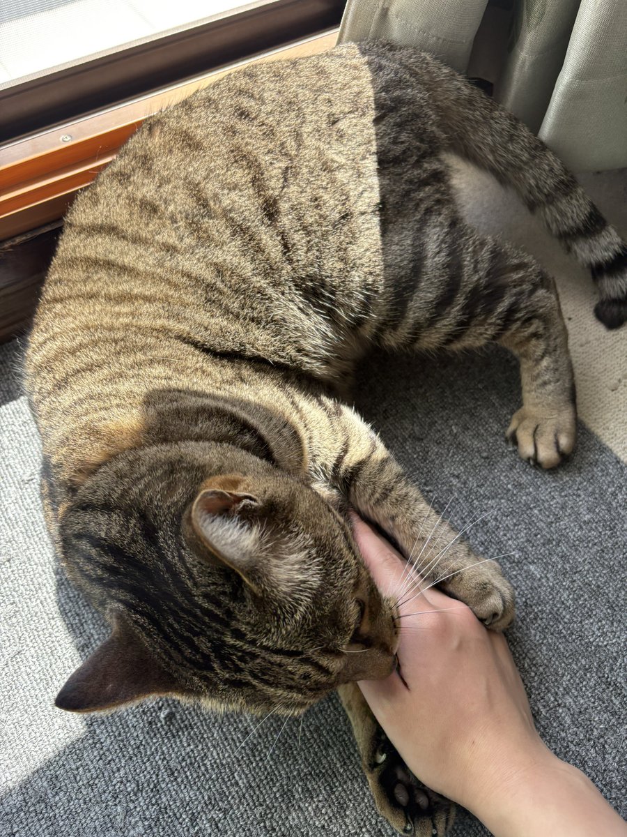 k_makari's tweet photo. ふわふわレベルが上がった気がする
冬毛に移行中？ https://t.co/PJovnzAF60