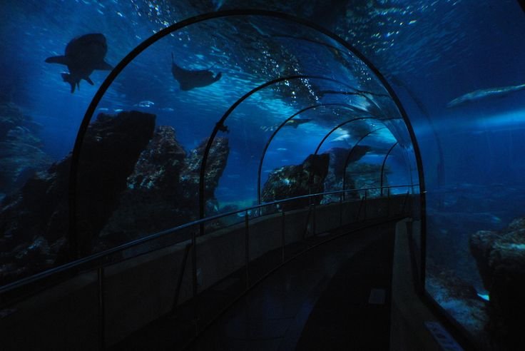 au_reveur's tweet photo. wish they still had the walruses https://t.co/dpyaXVuKvz