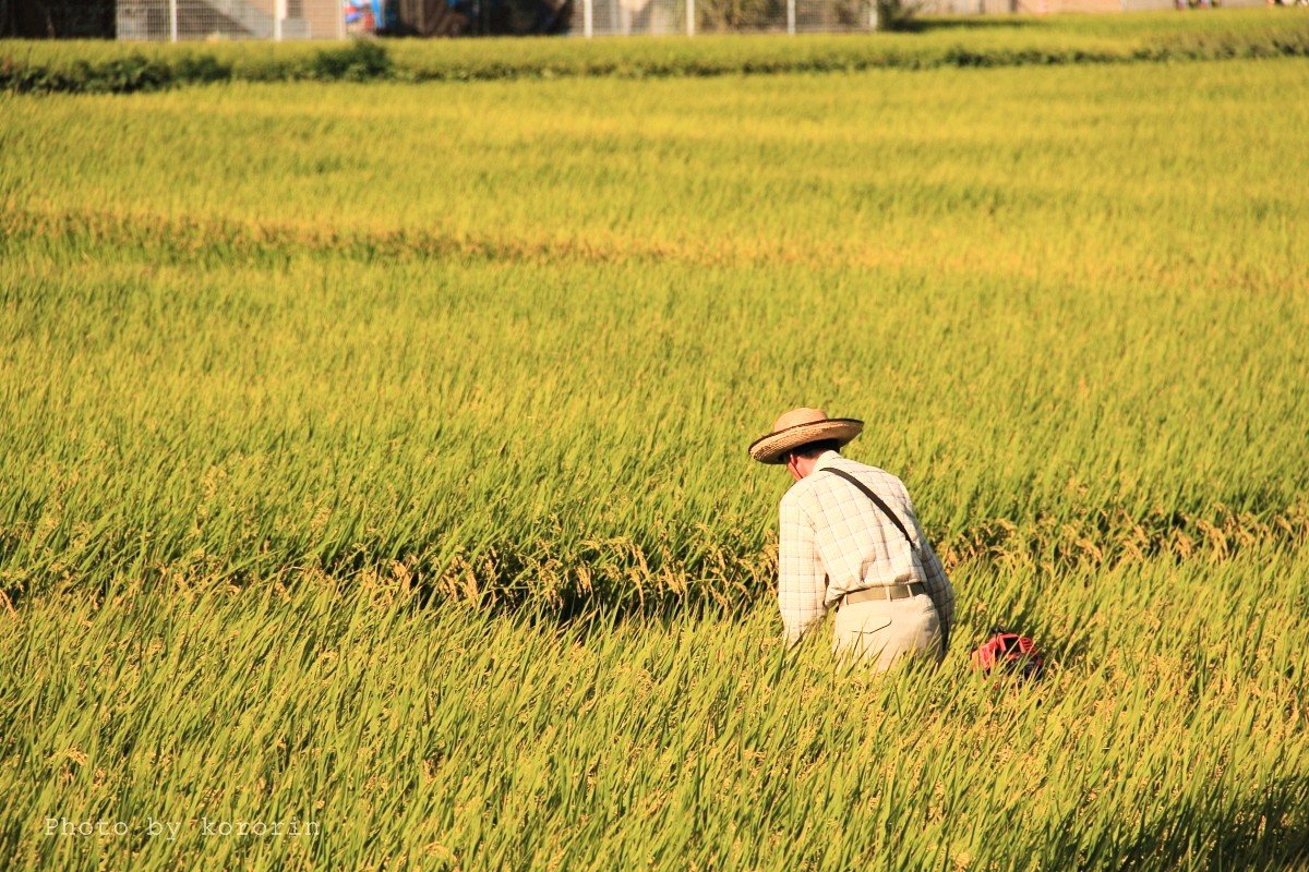 green_time_go's tweet photo. おはようございます☀夏の暑さが過ぎ去り、放っておいたらなんぼでも寝れるやつ💤刈取機の音で目覚める朝…窓を開けたら何区画か刈り取られていた🌾収穫の時期ですね✨その者……金色の野に降り立つべし。好きな映画のワンシーンですね🤡秋になると毎年思い出す💭今日も素敵な1日が過ごせますように🍀 https://t.co/retz6gUrGp