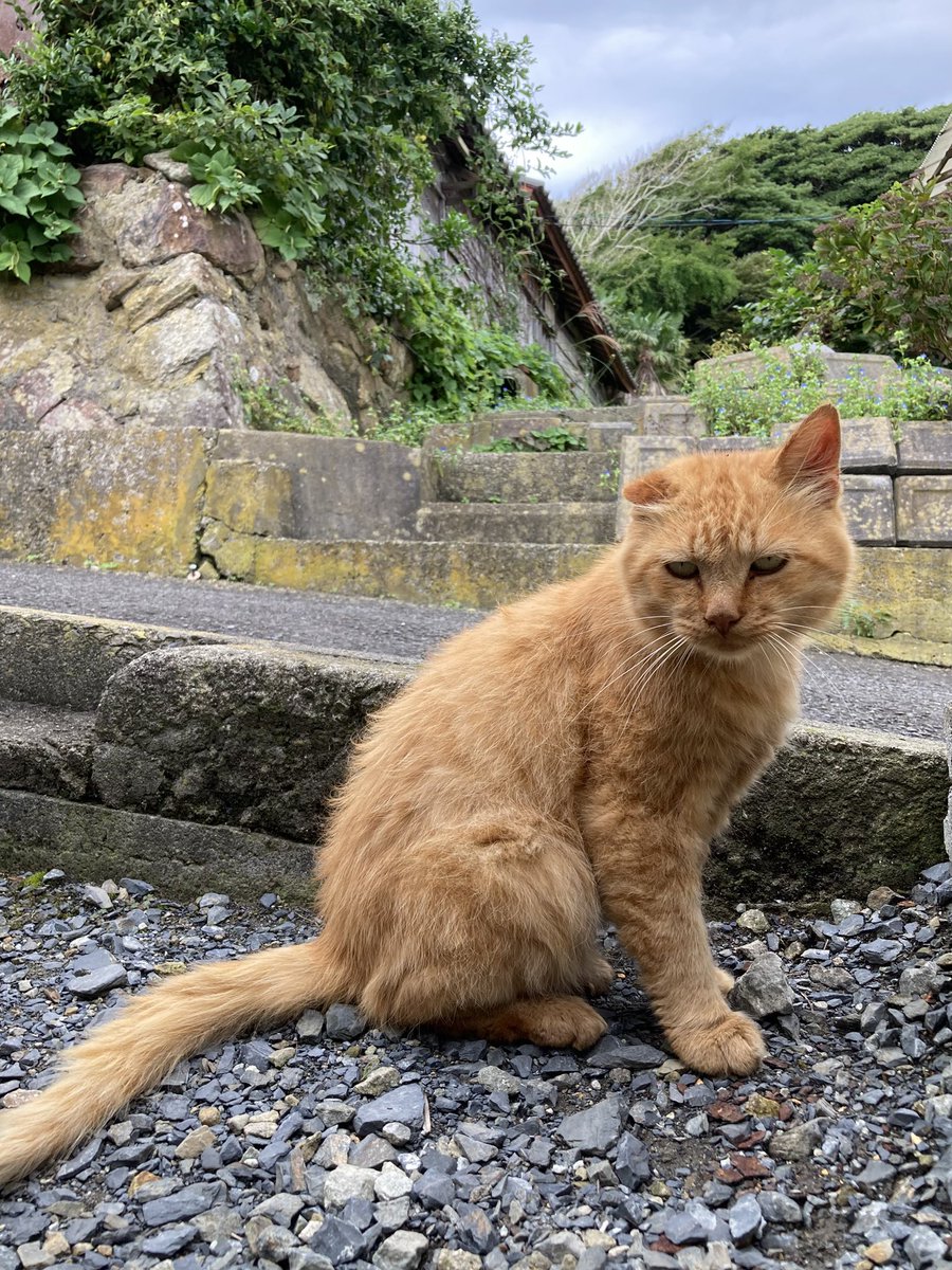 kuronekotashiro's tweet photo. こちらもどうぞ😸

#田代島クロネコ堂 #猫島 #tashirojima #catisland #CatsOnX #CatsOfX #cat #cats https://t.co/wIfu7Bs1X5