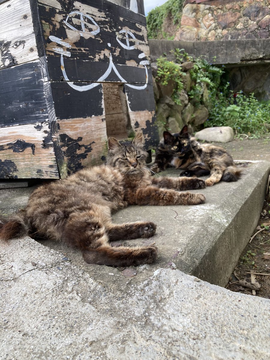 kuronekotashiro's tweet photo. こちらもどうぞ😸

#田代島クロネコ堂 #猫島 #tashirojima #catisland #CatsOnX #CatsOfX #cat #cats https://t.co/wIfu7Bs1X5