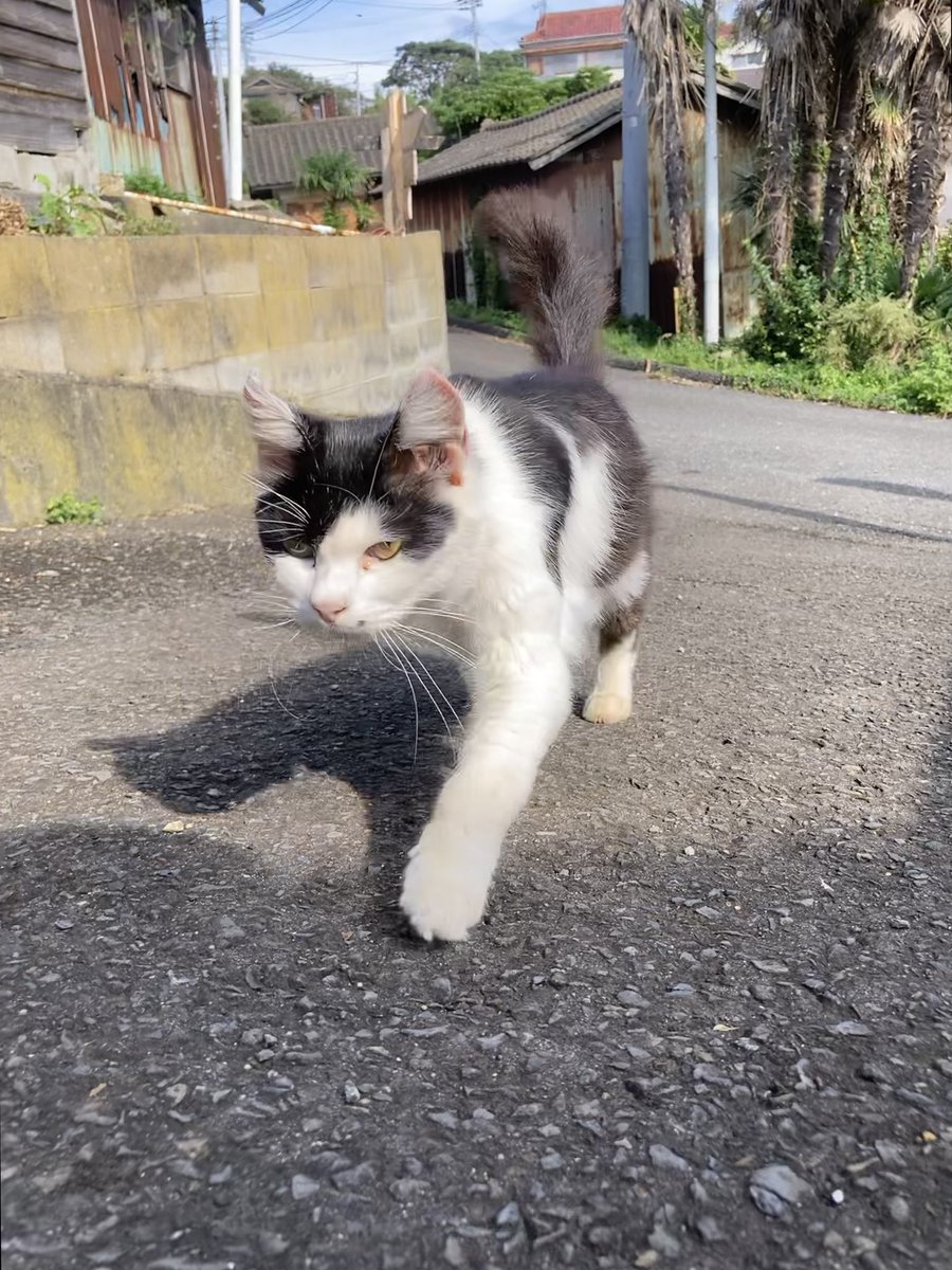 kuronekotashiro's tweet photo. こちらもどうぞ😸

#田代島クロネコ堂 #猫島 #tashirojima #catisland #CatsOnX #CatsOfX #cat #cats https://t.co/wIfu7Bs1X5