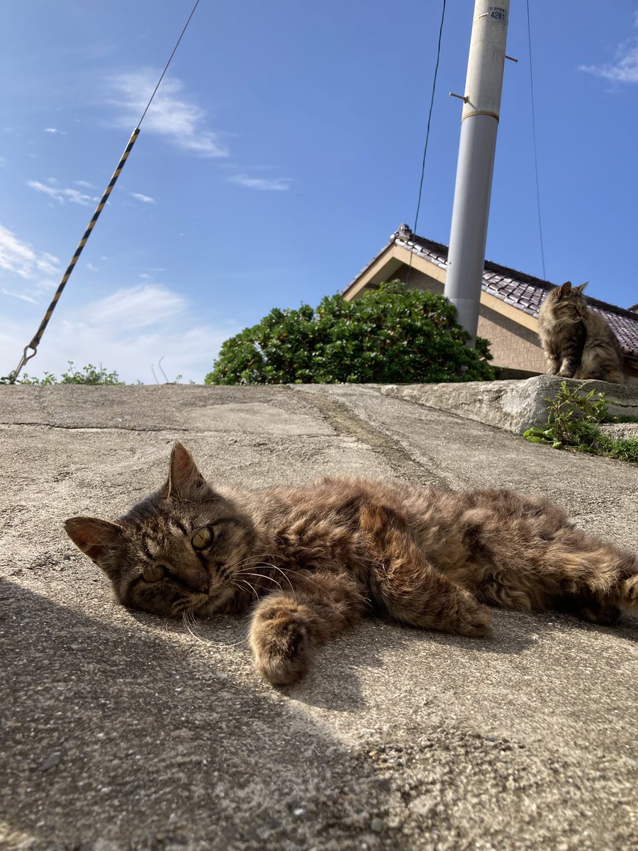 kuronekotashiro's tweet photo. こちらもどうぞ😸

#田代島クロネコ堂 #猫島 #tashirojima #catisland #CatsOnX #CatsOfX #cat #cats https://t.co/wIfu7Bs1X5