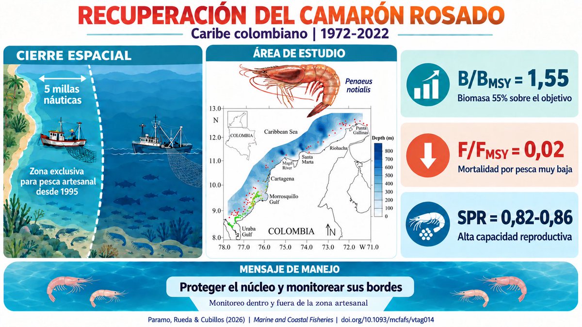 CubillosS_L's tweet photo. La recuperación de una pesquería es el comienzo de una nueva responsabilidad para el manejo. El camarón rosado (Penaeus notialis), con métodos de evaluación para pesquerías con datos limitados, muestra señales contundentes de recuperación en el Caribe colombiano. https://t.co/0LvAIEzhFX