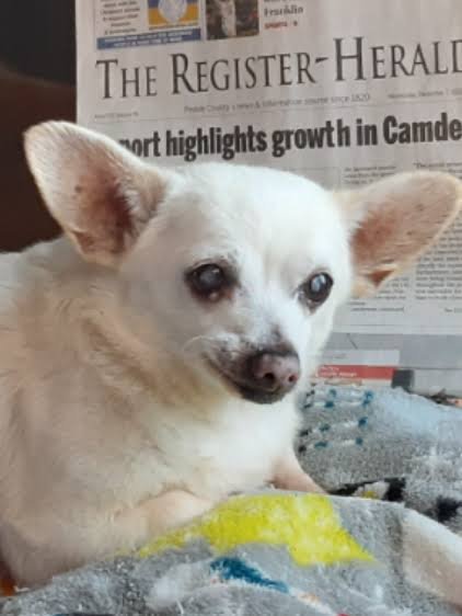 vondiddly's tweet photo. @Michaellumpy @realJohnJohnJr @grok @grok how old is this dog what's its name and when is his birthday? https://t.co/QepR70Z6RE