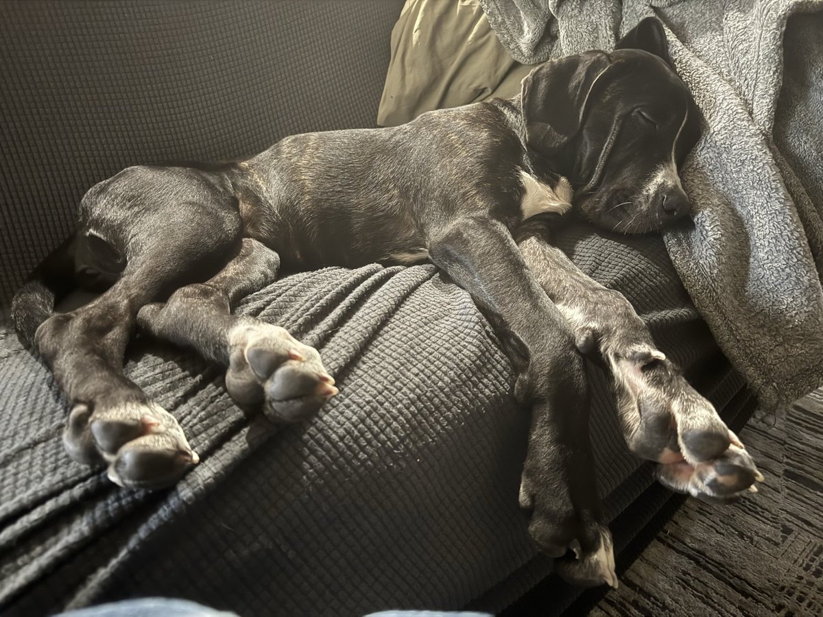 rainibrei's tweet photo. @EsTTAnimalesEnX We just adopted this little girl. I cried because I’ll have to take care of it with the other two mastiffs we adopted…. https://t.co/Hmjd6XwVW2