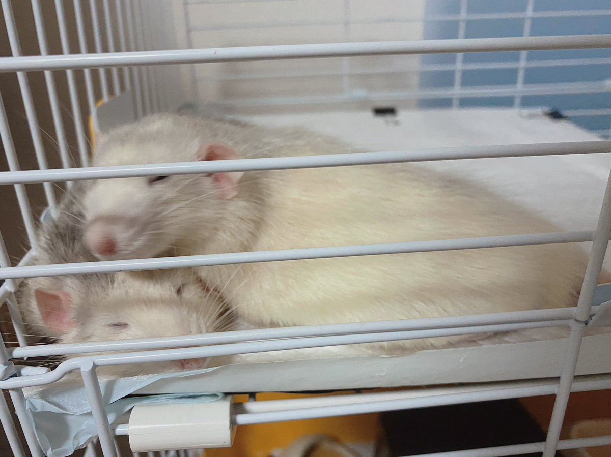 naru___neo's tweet photo. 昔飼ってた迷くんと探くん🐭
ファンシーラット本当にすごい可愛くて大好きなんだけど寿命が短くて悲しい https://t.co/Y4Y8zyWMbN
