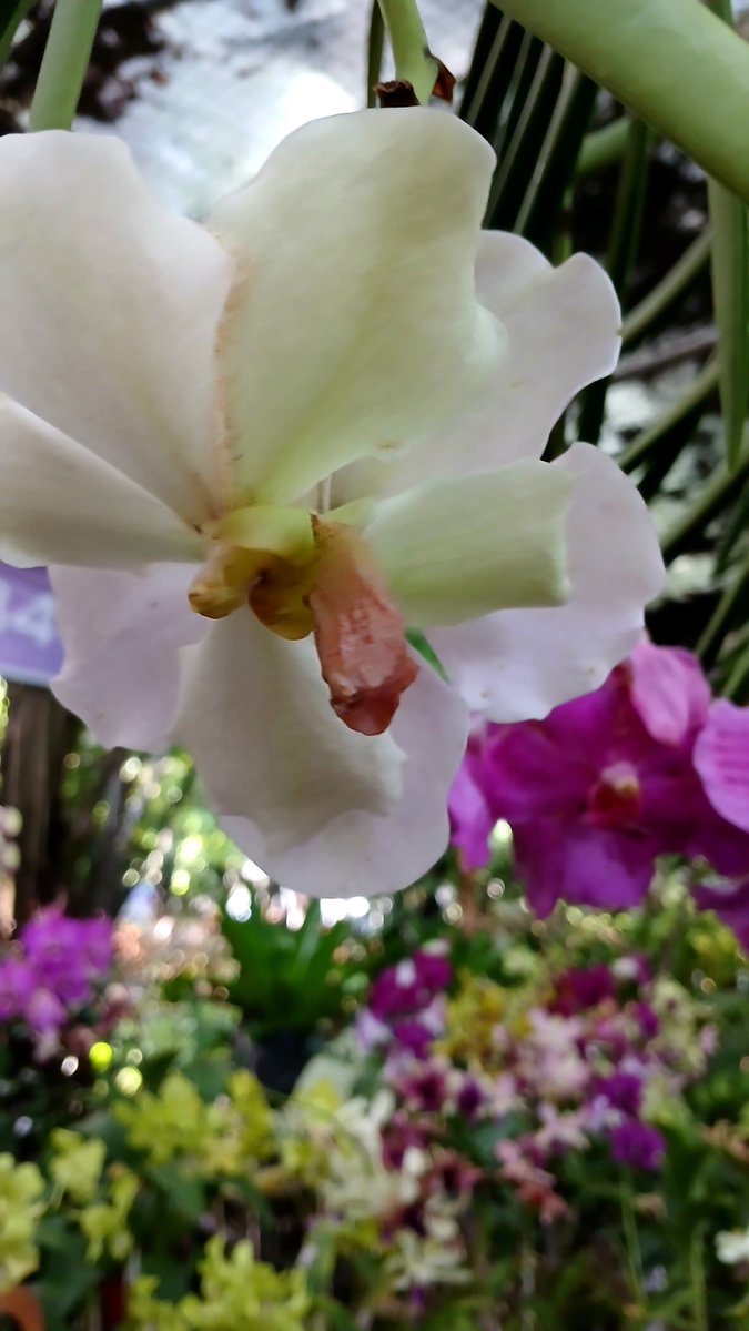 LauzJoef's tweet photo. Song of Solomon 2:12 ✿
#Flowers appear on the #earth; the #season of singing has come, the #cooing of #doves is heard in our #land. https://t.co/ewWCaUlspn