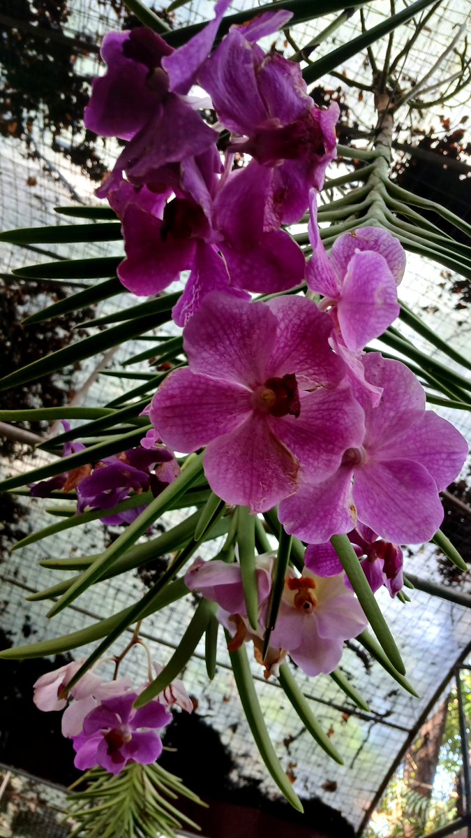 LauzJoef's tweet photo. Song of Solomon 2:12 ✿
#Flowers appear on the #earth; the #season of singing has come, the #cooing of #doves is heard in our #land. https://t.co/ewWCaUlspn