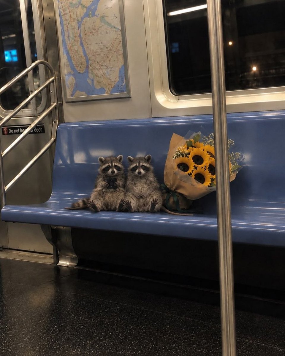 raccoonAuras's tweet photo. us https://t.co/AFVcWimoAk