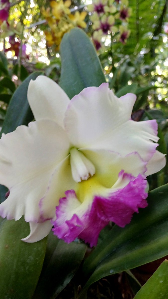 LauzJoef's tweet photo. Song of Solomon 2:12 ✿
#Flowers appear on the #earth; the #season of singing has come, the #cooing of #doves is heard in our #land. https://t.co/ewWCaUlspn