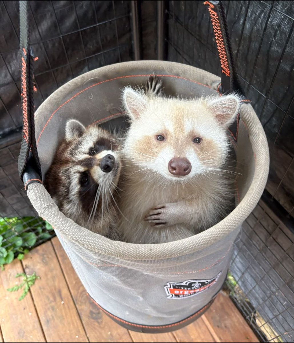 raccoonAuras's tweet photo. https://t.co/NBXRgmowKe