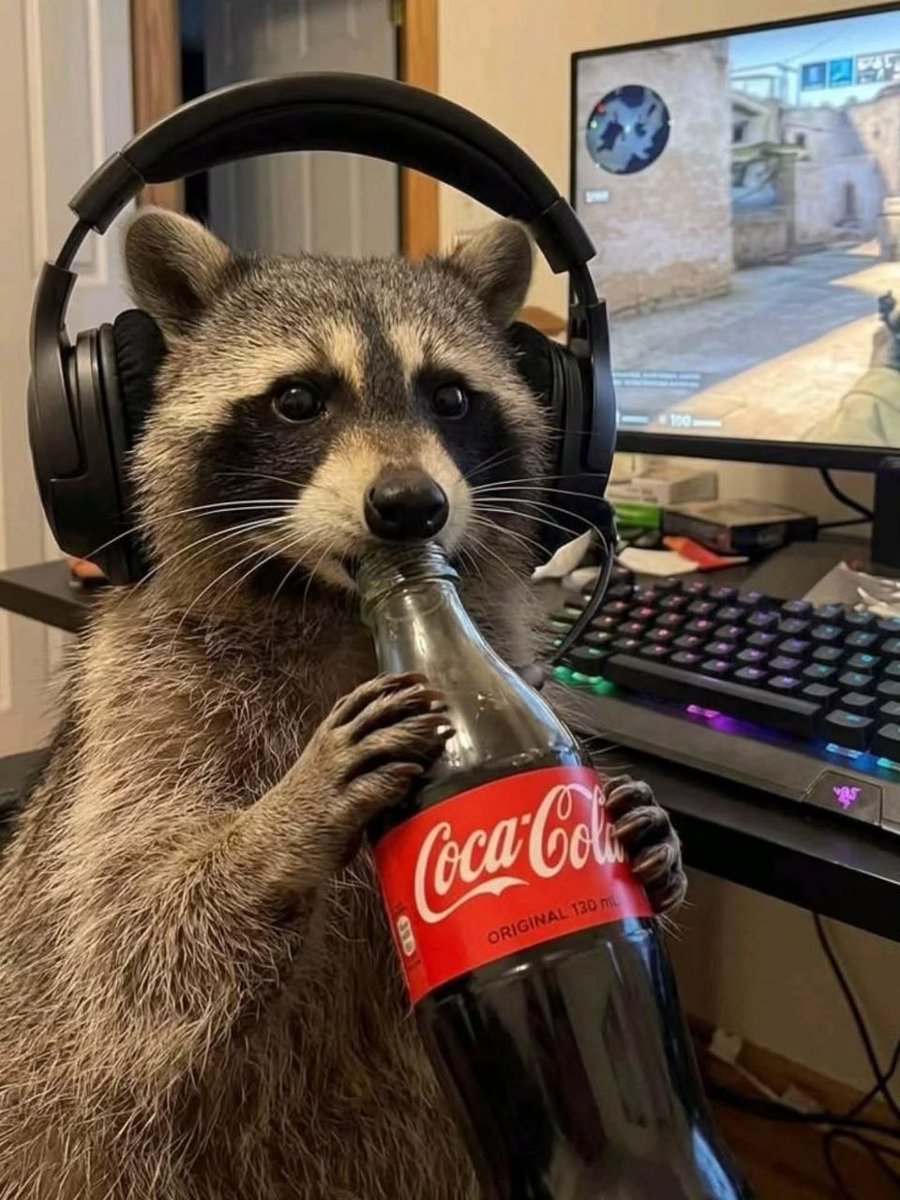 raccoonAuras's tweet photo. https://t.co/YgLwHWvocm