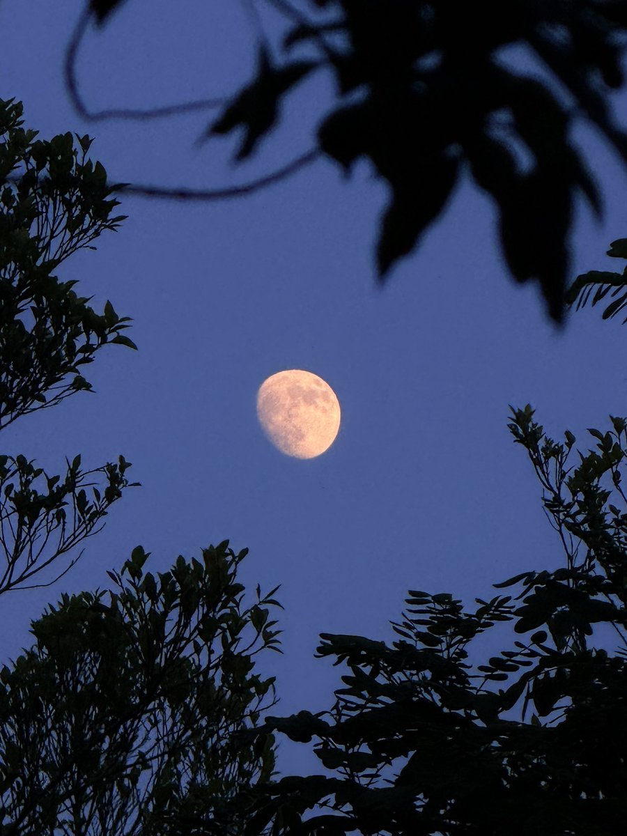 BestSonnet's tweet photo. The moon https://t.co/sDQDbXXJal