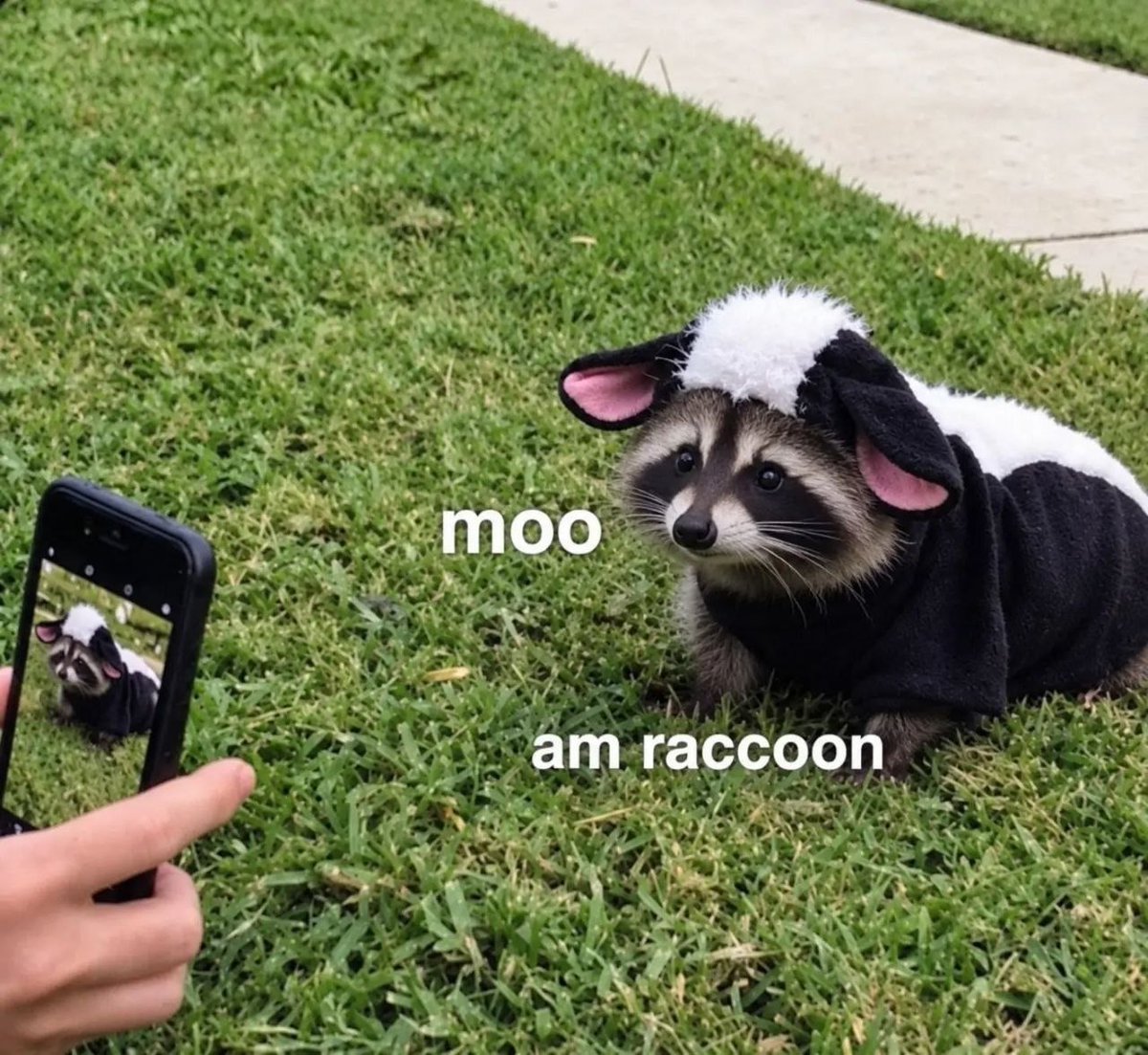 raccoonAuras's tweet photo. https://t.co/byycMkqp6Y