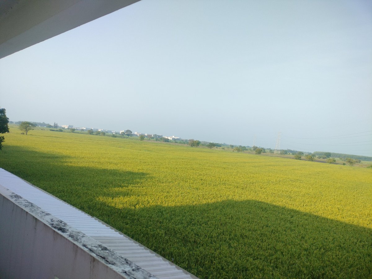 LegacyMauryan's tweet photo. The lush green paddy field from the vicinity of my classroom windows πͺ early morning π today ganpati visrajan in Gujarat so that's holiday for Students here .
#Greenpaddyfields https://t.co/QZJ3amu2eI