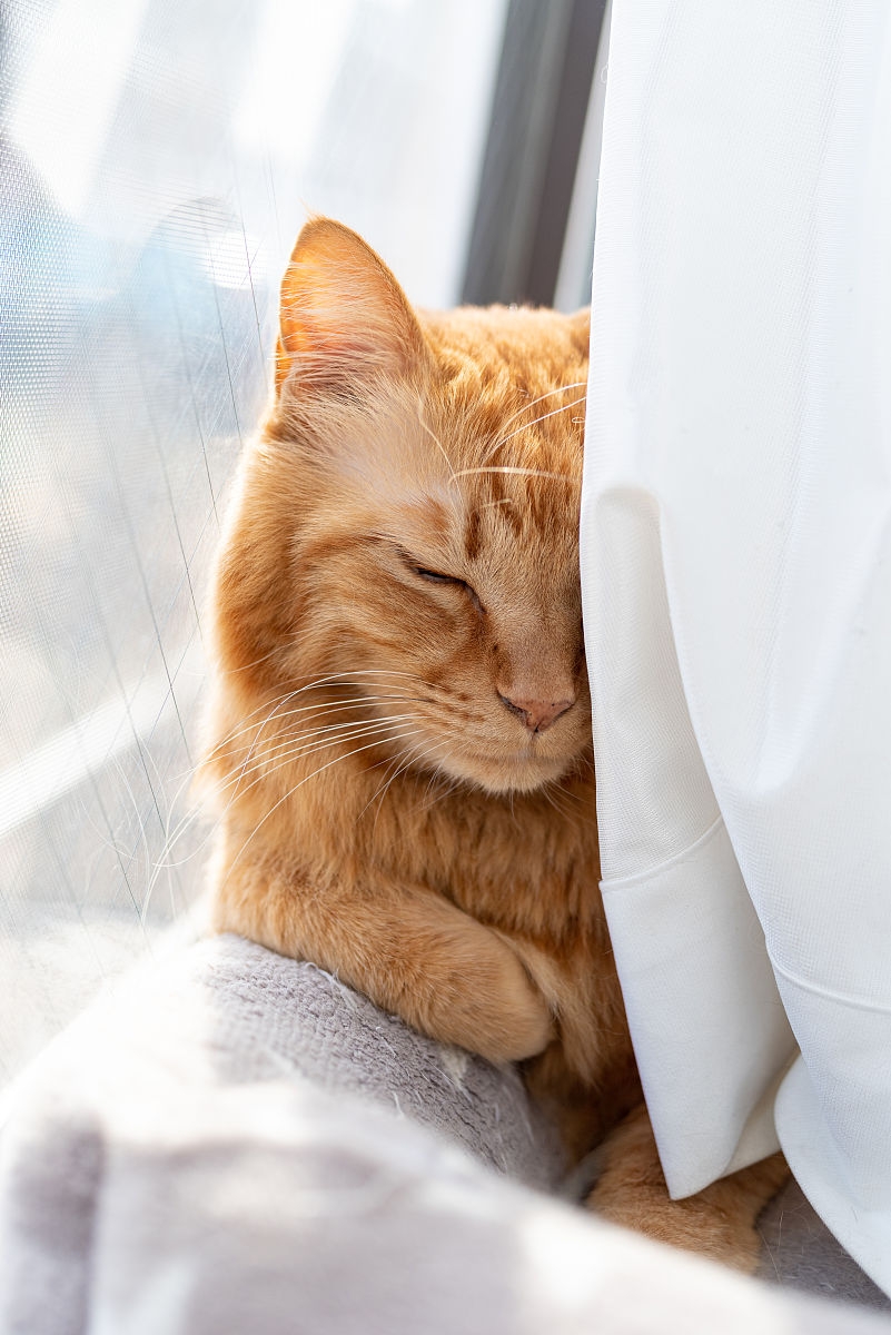 Dddih2a's tweet photo. [Look, the cute cat Su Ou Xuan is napping on the windowsill, so cozy!]， https://t.co/LqhflsP8rL
