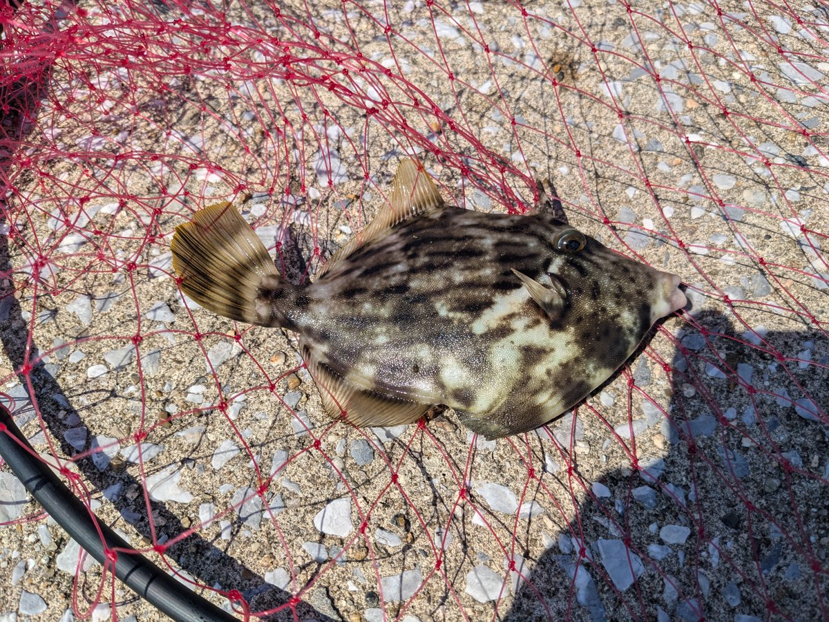 m_o_b47's tweet photo. 篠島釣行終了！
釣果：カマス、カサゴ＋カワハギ（掬った）
要点メモ
・ズームサファリ大活躍。堤防内ならこれだけで良い。
・潮とかあんま関係無くて、時合が８割な気がする。
・朝マズメでのバラシが1件。
　シーバスロッドでのバラシだったのが痛い。。。 https://t.co/Z6KRG5yFzW