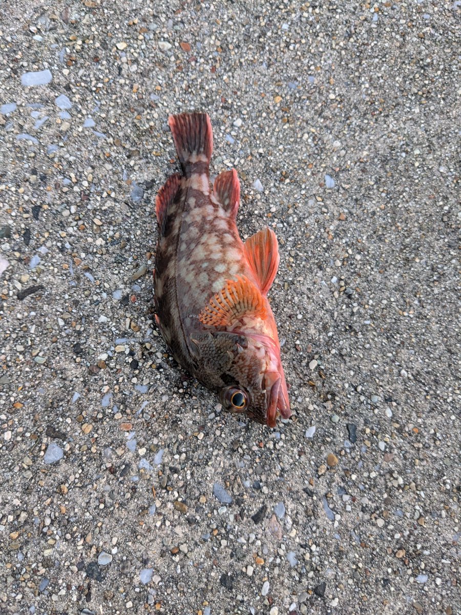 m_o_b47's tweet photo. 篠島釣行終了！
釣果：カマス、カサゴ＋カワハギ（掬った）
要点メモ
・ズームサファリ大活躍。堤防内ならこれだけで良い。
・潮とかあんま関係無くて、時合が８割な気がする。
・朝マズメでのバラシが1件。
　シーバスロッドでのバラシだったのが痛い。。。 https://t.co/Z6KRG5yFzW