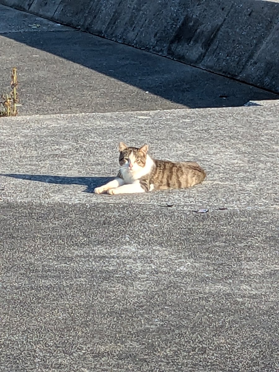 m_o_b47's tweet photo. 篠島釣行終了！
釣果：カマス、カサゴ＋カワハギ（掬った）
要点メモ
・ズームサファリ大活躍。堤防内ならこれだけで良い。
・潮とかあんま関係無くて、時合が８割な気がする。
・朝マズメでのバラシが1件。
　シーバスロッドでのバラシだったのが痛い。。。 https://t.co/Z6KRG5yFzW
