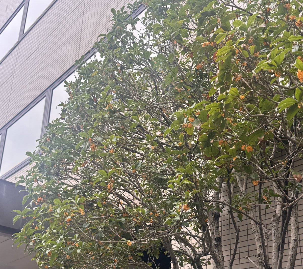 PS_saiyo's tweet photo. おはようございます🌞

キンモクセイが咲く季節ですね🌼

キンモクセイの花言葉は「謙虚」。

仕事でも、周りの方への感謝を忘れず、
どんな時も謙虚な気持ちを持ち続けることが大切ですね。

今日も一日頑張りましょう！
#不動産業界 #企業公式 #企業公式が朝の挨拶を言い合う #社員の日常 https://t.co/1LuGakriO0