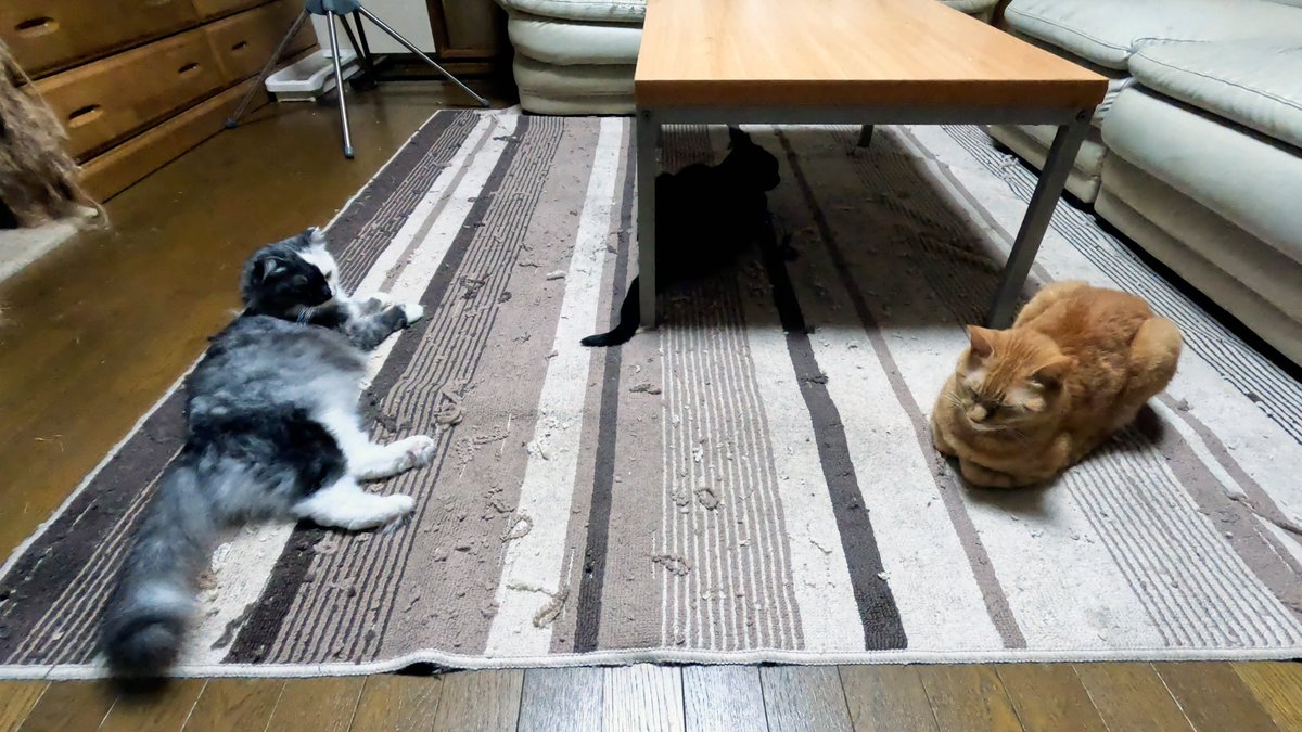 arikaobuk's tweet photo. 我が家の猫たち🐱🐱🐱リビングに集合🏠
https://t.co/nlmf7SChLj
#にゃんこ3きょうだい日記 #Diary_of_3Cats
#猫動画 #ネコ動画 #かわいい #おもしろ #癒し
#猫 #ねこ #保護猫
#茶トラ #gingercat #黒猫 #blackcat #スコティッシュフォールド #scottishfold
#cat #gato #gatto #chat #Katze #кошка https://t.co/wJLiFKJpz7