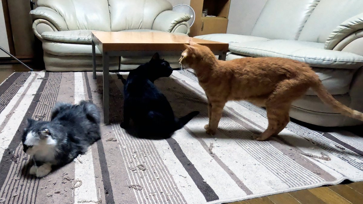 arikaobuk's tweet photo. 我が家の猫たち🐱🐱🐱リビングに集合🏠
https://t.co/nlmf7SChLj
#にゃんこ3きょうだい日記 #Diary_of_3Cats
#猫動画 #ネコ動画 #かわいい #おもしろ #癒し
#猫 #ねこ #保護猫
#茶トラ #gingercat #黒猫 #blackcat #スコティッシュフォールド #scottishfold
#cat #gato #gatto #chat #Katze #кошка https://t.co/wJLiFKJpz7
