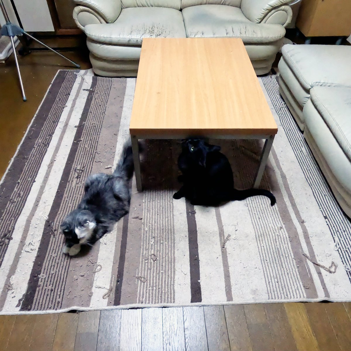 arikaobuk's tweet photo. 我が家の猫たち🐱🐱🐱リビングに集合🏠
https://t.co/nlmf7SChLj
#にゃんこ3きょうだい日記 #Diary_of_3Cats
#猫動画 #ネコ動画 #かわいい #おもしろ #癒し
#猫 #ねこ #保護猫
#茶トラ #gingercat #黒猫 #blackcat #スコティッシュフォールド #scottishfold
#cat #gato #gatto #chat #Katze #кошка https://t.co/wJLiFKJpz7