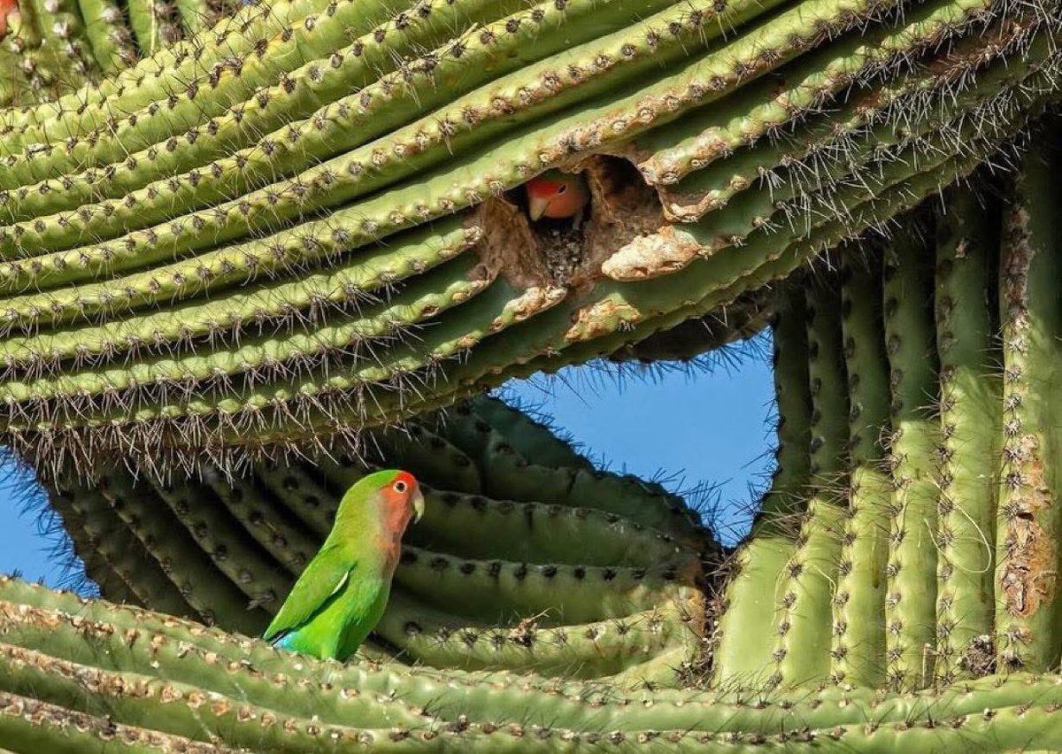 MexicoMagico's tweet photo. No solo grabó su nombre en la penca, le construyó un hogar. https://t.co/QbYxai9th1