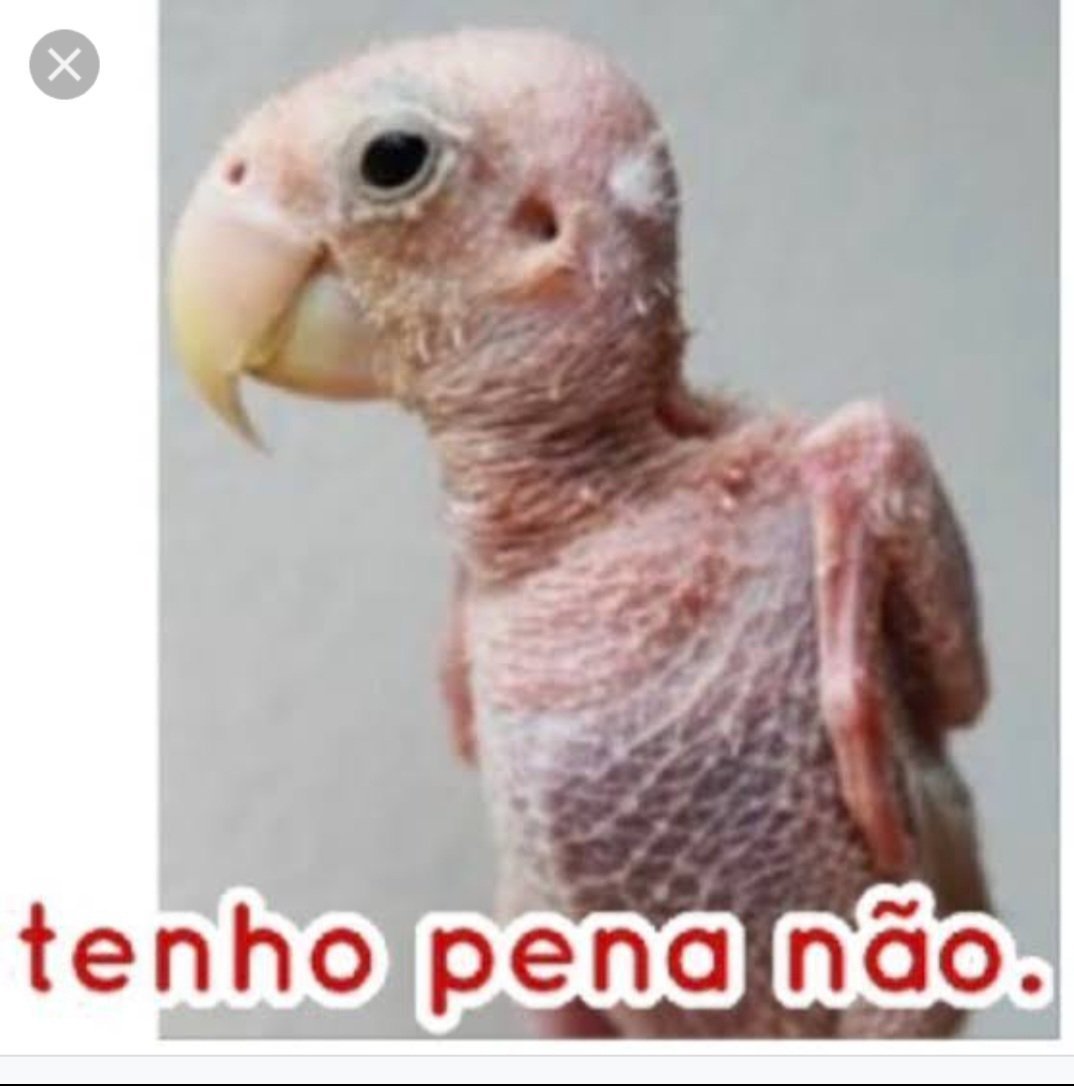 emanuelsfeitosa's tweet photo. @CarlosBolsonaro https://t.co/3jMOBkqkch