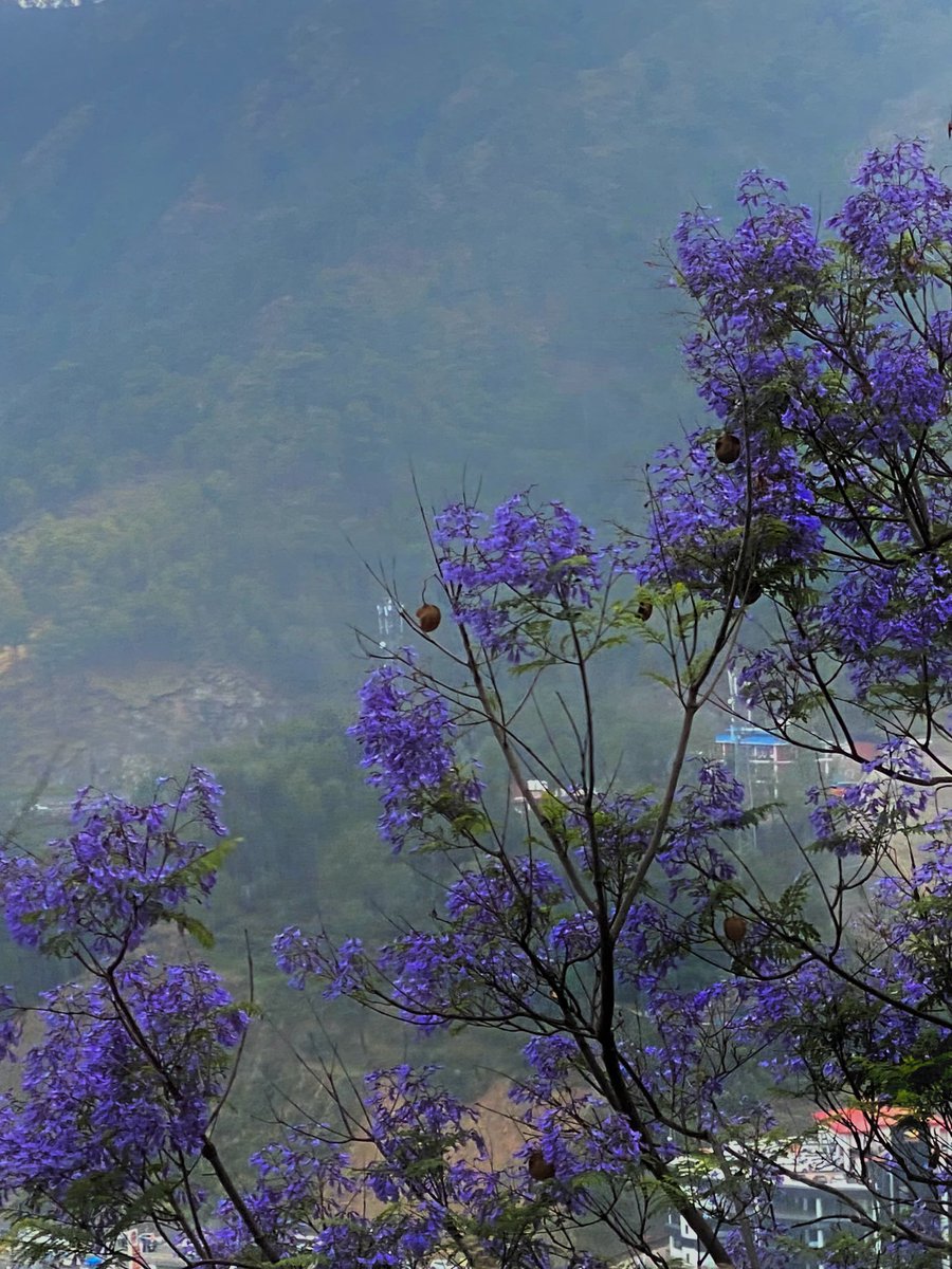 mansebanjaran's tweet photo. moon and flowers https://t.co/xR6wlyWOau