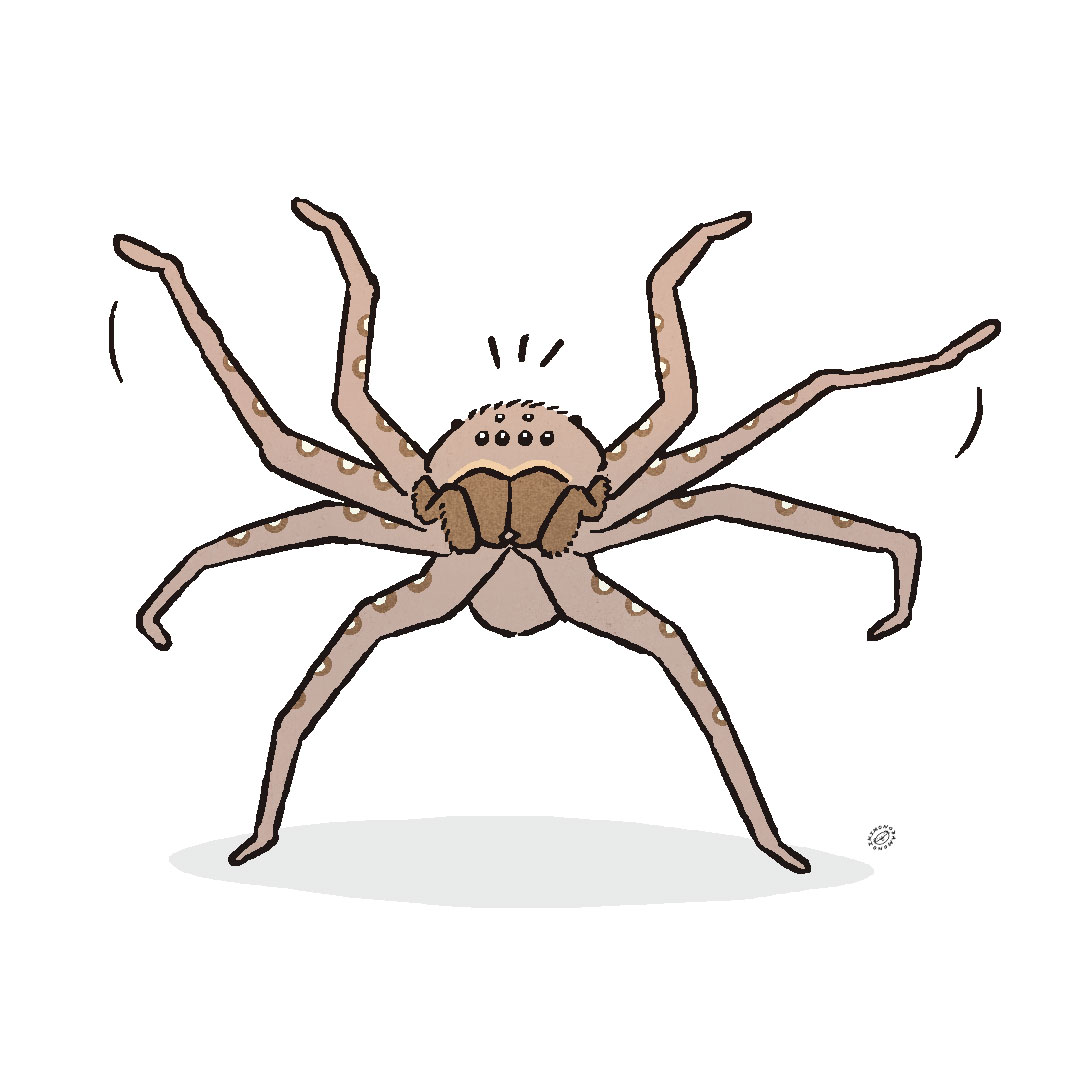 ikimonopd's tweet photo. 🕷 https://t.co/6ohEW74V4U
