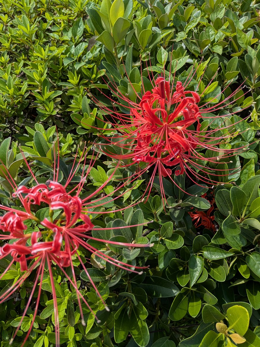 RINGOsabaneko's tweet photo. 家の前の歩道の植木に今年も彼岸花が咲きました。少しだけど白い彼岸花も咲いてます。 https://t.co/sWZlIMV66S