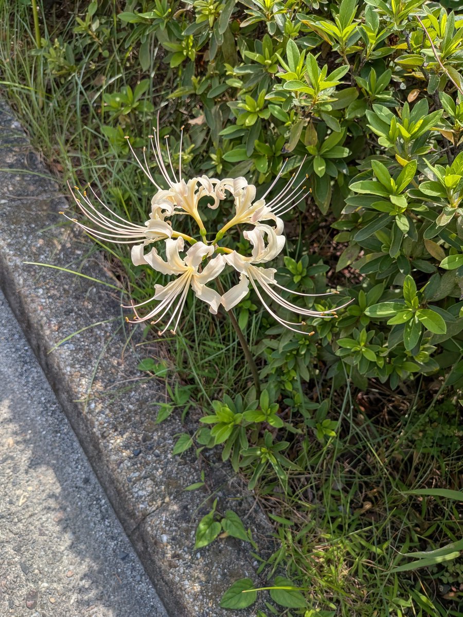 RINGOsabaneko's tweet photo. 家の前の歩道の植木に今年も彼岸花が咲きました。少しだけど白い彼岸花も咲いてます。 https://t.co/sWZlIMV66S