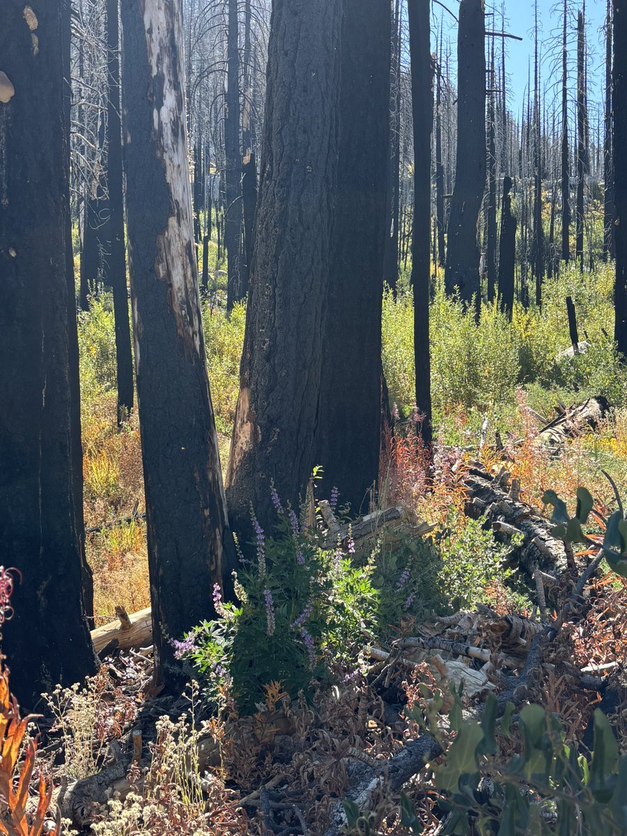 laketahoevibes's tweet photo. This is the area of Tahoe Basin which USFS wants to log and spray w glyphosate because they claim it “isn’t recovering” after Caldor Fire. The evidence shows otherwise. Stop the destruction. Protect/strengthen Roadless Areas. We need home/infrastructure hardening, not ecocide. https://t.co/lyo2KFNqI4