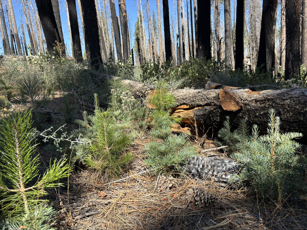 laketahoevibes's tweet photo. This is the area of Tahoe Basin which USFS wants to log and spray w glyphosate because they claim it “isn’t recovering” after Caldor Fire. The evidence shows otherwise. Stop the destruction. Protect/strengthen Roadless Areas. We need home/infrastructure hardening, not ecocide. https://t.co/lyo2KFNqI4