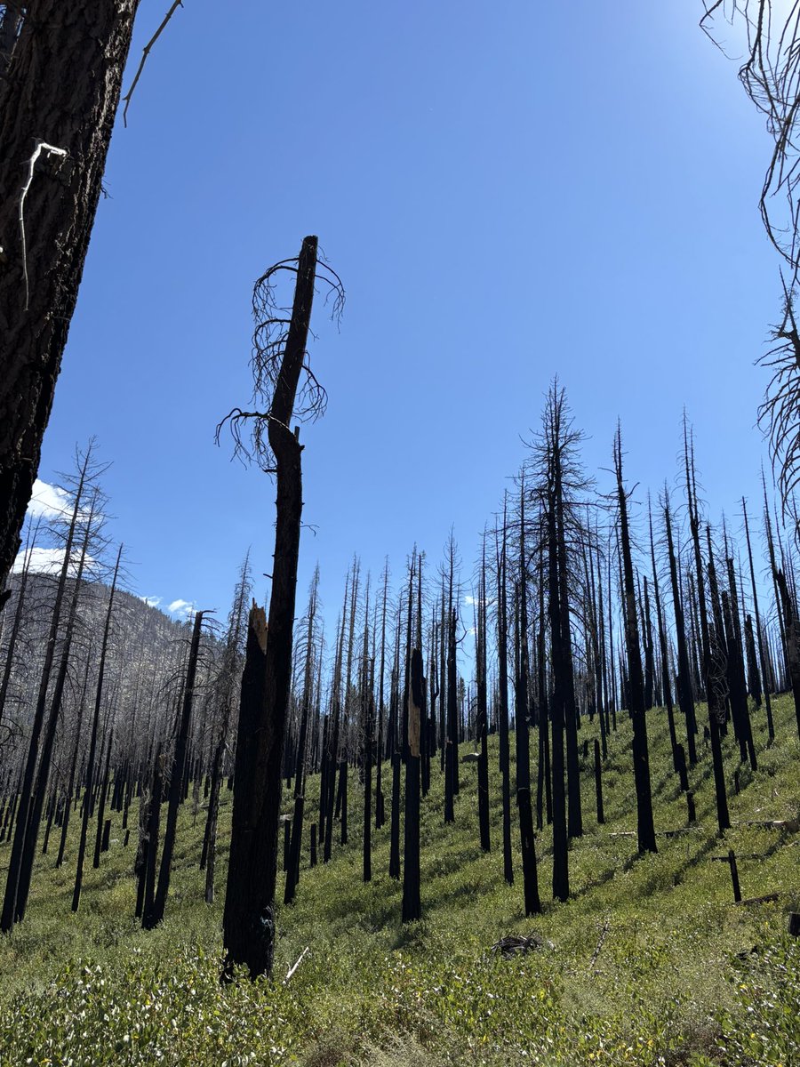laketahoevibes's tweet photo. This is the area of Tahoe Basin which USFS wants to log and spray w glyphosate because they claim it “isn’t recovering” after Caldor Fire. The evidence shows otherwise. Stop the destruction. Protect/strengthen Roadless Areas. We need home/infrastructure hardening, not ecocide. https://t.co/lyo2KFNqI4