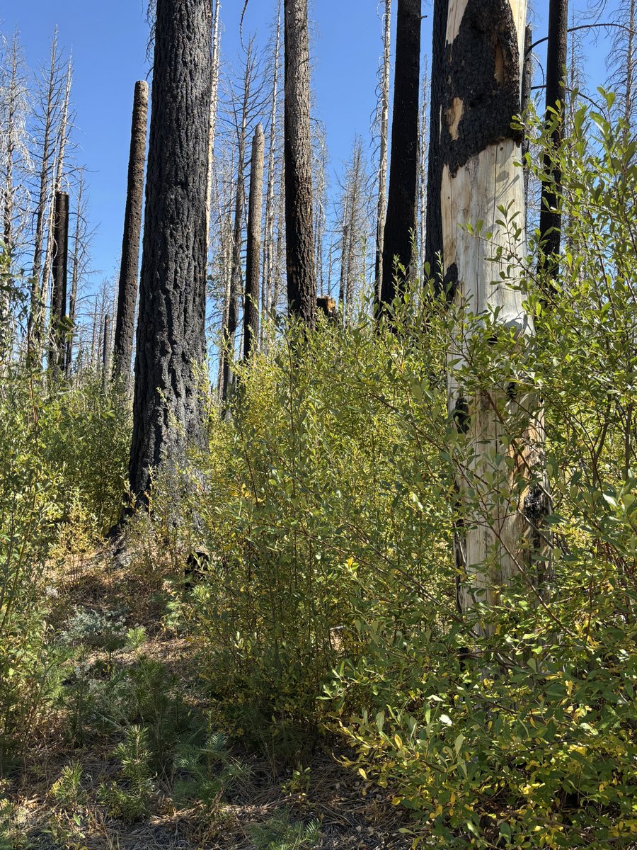 laketahoevibes's tweet photo. This is the area of Tahoe Basin which USFS wants to log and spray w glyphosate because they claim it “isn’t recovering” after Caldor Fire. The evidence shows otherwise. Stop the destruction. Protect/strengthen Roadless Areas. We need home/infrastructure hardening, not ecocide. https://t.co/lyo2KFNqI4