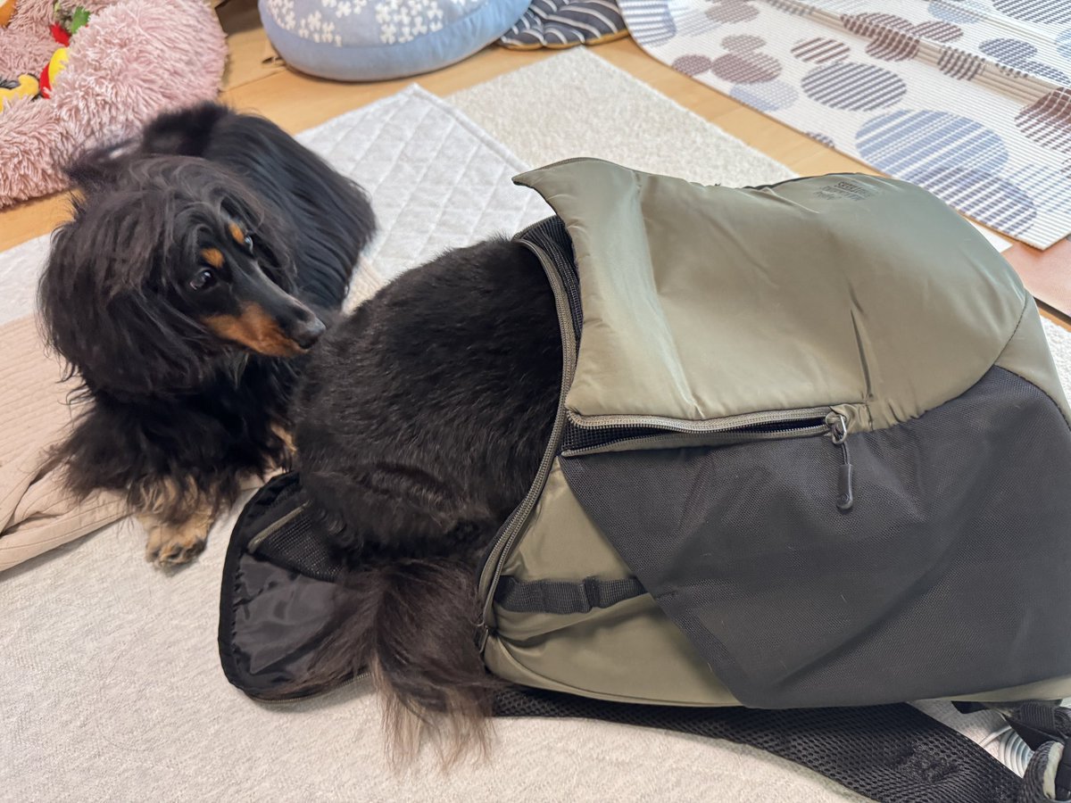 pecoponz's tweet photo. エール用のキャリーバッグ買ったんだけどカプチーノがご執心
楽しそう🥺💕

たくさんクン活したので疲れて寝てる今

#ダックスフント https://t.co/GOuPSXT9TA