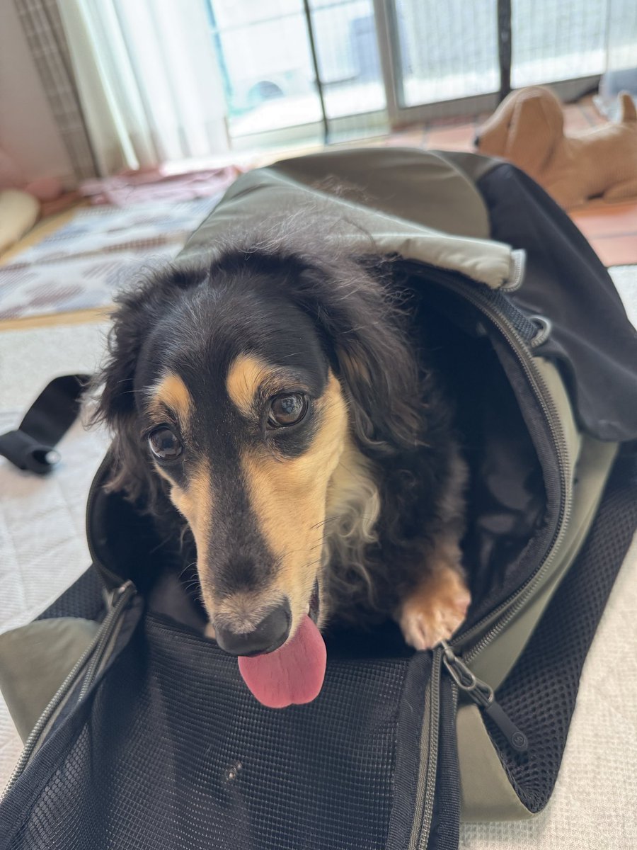 pecoponz's tweet photo. エール用のキャリーバッグ買ったんだけどカプチーノがご執心
楽しそう🥺💕

たくさんクン活したので疲れて寝てる今

#ダックスフント https://t.co/GOuPSXT9TA