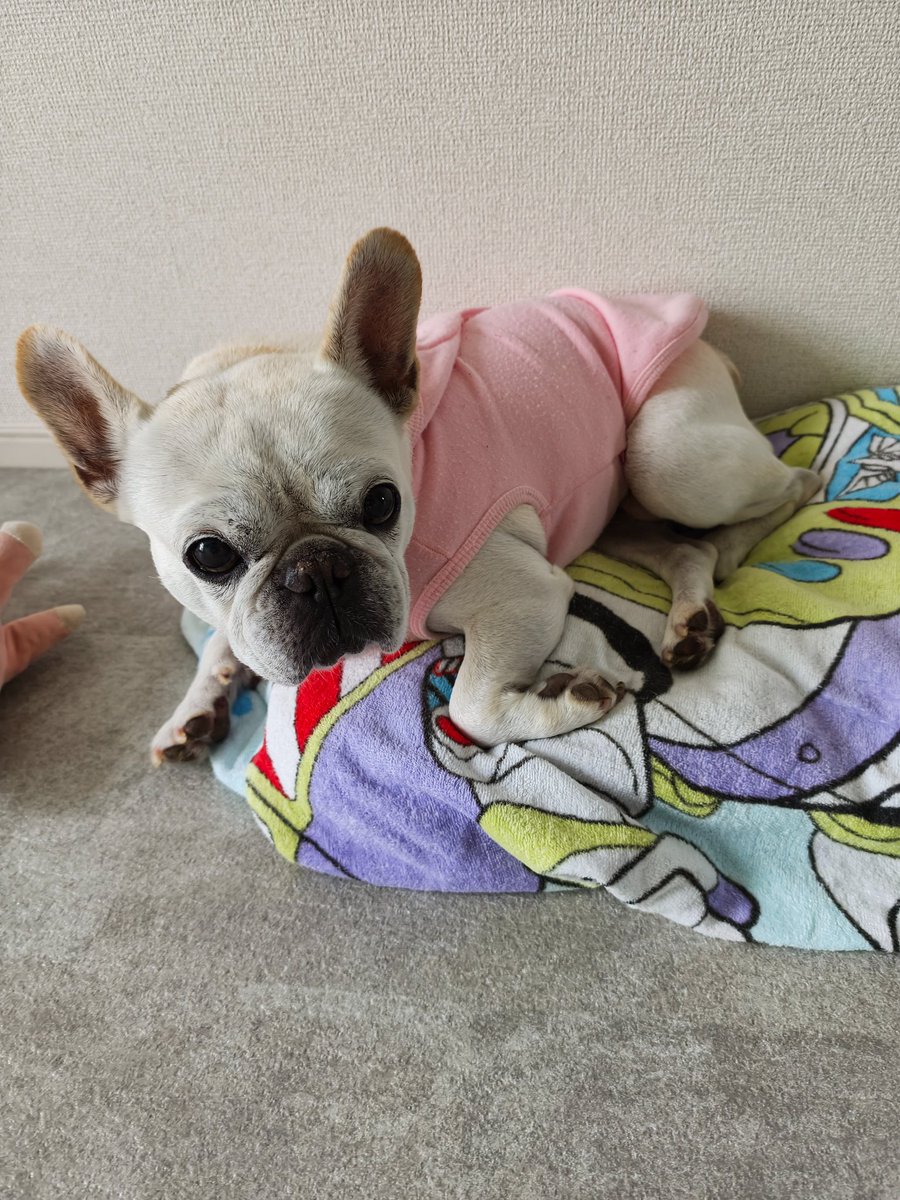 zarumina's tweet photo. 最近のふうは病気やケガもなく落ち着いています🙂ねぇねが仕事から帰ってくると鳴くようになりました🤭今までほぼ鳴かなくて、かあちゃんとも鳴いたらレアだよね〜と盛り上がっていたのですが🙂そしてねぇねの寝床に上がってくる図太さも見え隠れ(笑) https://t.co/4kFVmFG85P