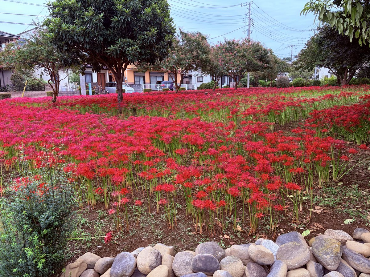 hiro88433404's tweet photo. 今の家に住み始めて２回目の彼岸花達。
 #彼岸花 https://t.co/6CkBnpdW6Y