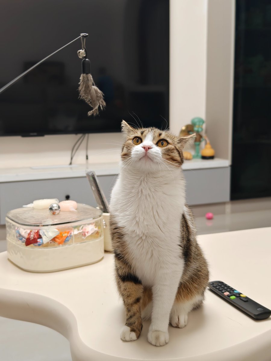 Ablebelllin's tweet photo. No thoughts.Just cat.#CatsOnTwitter #cats https://t.co/8LExTNtBPA