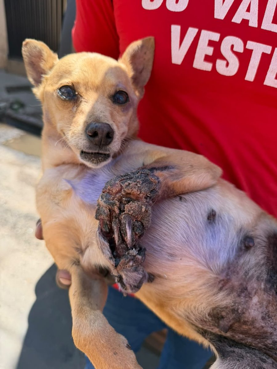 biacaroline_ong's tweet photo. 🚨RESGATE GRAVE🚨
Pessoal precisamos de ajuda para a cirurgia dessa menininha, alguem pode ajudar, qualquer valor ajuda ❤️ ❤️😭😭
Ajudem pelo pix 24285635000140(CNPJ) me mandem o comprovante no whats (14)996263453 https://t.co/lVRNEKMsf2