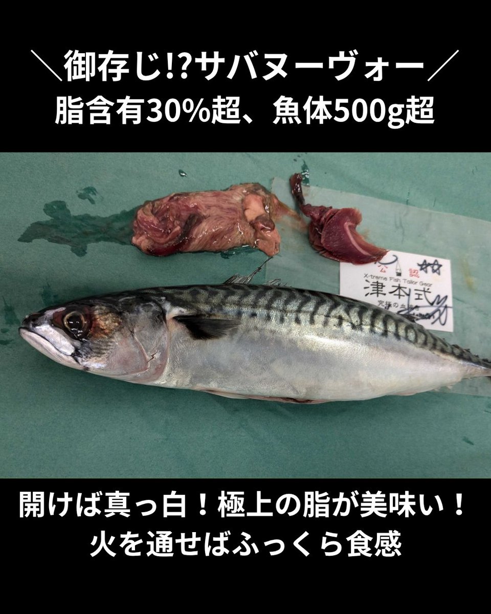 uopochi's tweet photo. 魚ポチ 今日の市況チェック🧐
9/16 サバヌーヴォー
脂肪率30%・重量500g以上の特大個体のみを厳選したプレミアムな「サバヌーヴォー」が入荷しています🎏
バイヤーが塩焼きで冷凍ノルウェーサバと食べ比べたところ、身のふんわり感が全く異なりまさに絶品！✨
酸化による特有の干物臭がなく、これだけ脂が乗っていても胸焼けせずペロ���と食べられる上質な脂が魅力です😋
塩焼きなどでふっくら感を味わうのが一番ですが、自己責任でしめ鯖を仕込んだ担当者からは「下処理次第で最高に美味！」との声も🤫
他とは違うワンランク上のサバを、秋の看板メニューにぜひご活用ください🐟

詳しくは下のリンク先をCHECK！🔍
https://t.co/BvbenVNnfZ
質問などはDMへ →
※飲食店様限定です

#サバヌーヴォー #マサバ #ブランド鯖 #仕入れ #魚ポチ