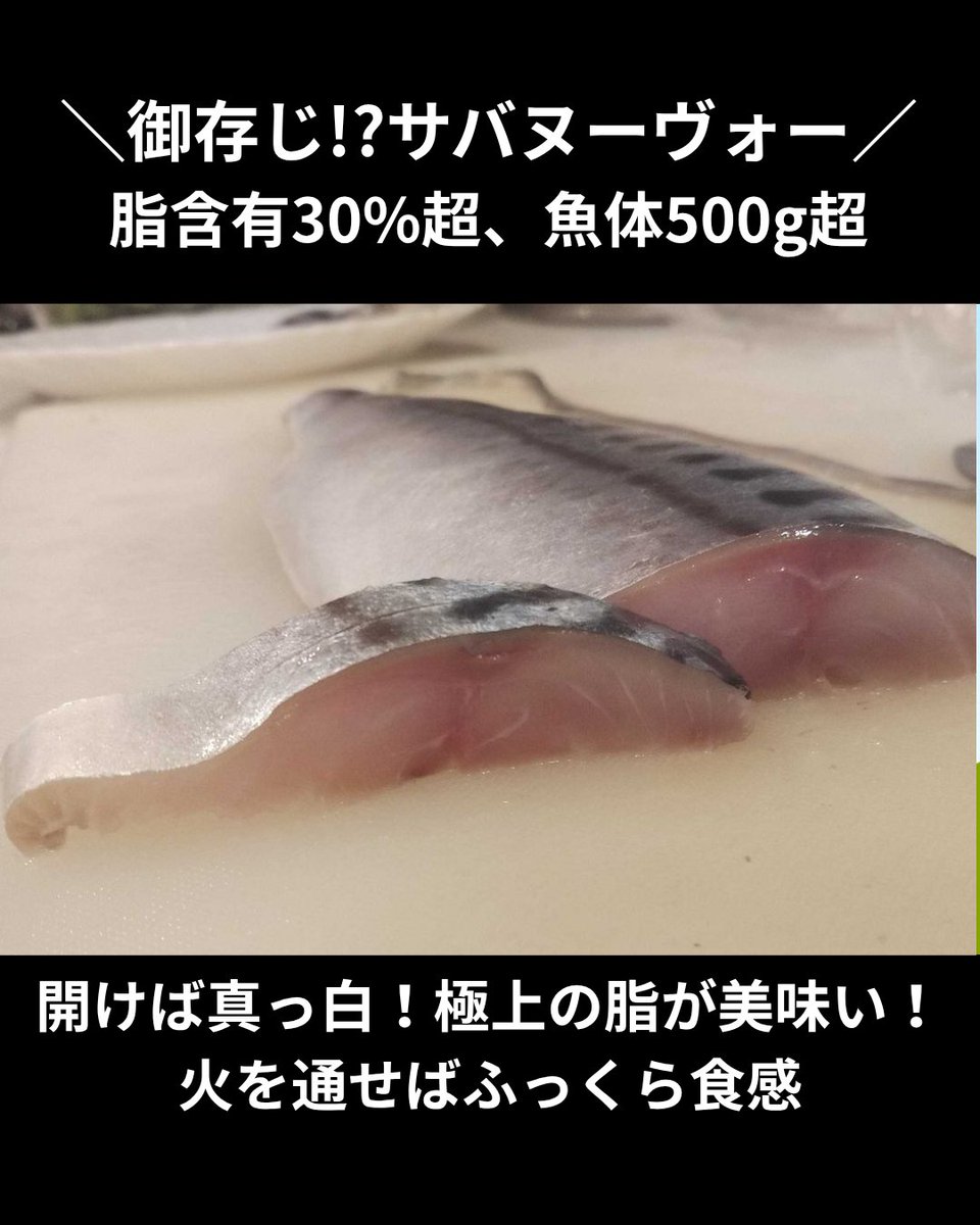 uopochi's tweet photo. 魚ポチ 今日の市況チェック🧐
9/16 サバヌーヴォー
脂肪率30%・重量500g以上の特大個体のみを厳選したプレミアムな「サバヌーヴォー」が入荷しています🎏
バイヤーが塩焼きで冷凍ノルウェーサバと食べ比べたところ、身のふんわり感が全く異なりまさに絶品！✨
酸化による特有の干物臭がなく、これだけ脂が乗っていても胸焼けせずペロ���と食べられる上質な脂が魅力です😋
塩焼きなどでふっくら感を味わうのが一番ですが、自己責任でしめ鯖を仕込んだ担当者からは「下処理次第で最高に美味！」との声も🤫
他とは違うワンランク上のサバを、秋の看板メニューにぜひご活用ください🐟

詳しくは下のリンク先をCHECK！🔍
https://t.co/BvbenVNnfZ
質問などはDMへ →
※飲食店様限定です

#サバヌーヴォー #マサバ #ブランド鯖 #仕入れ #魚ポチ