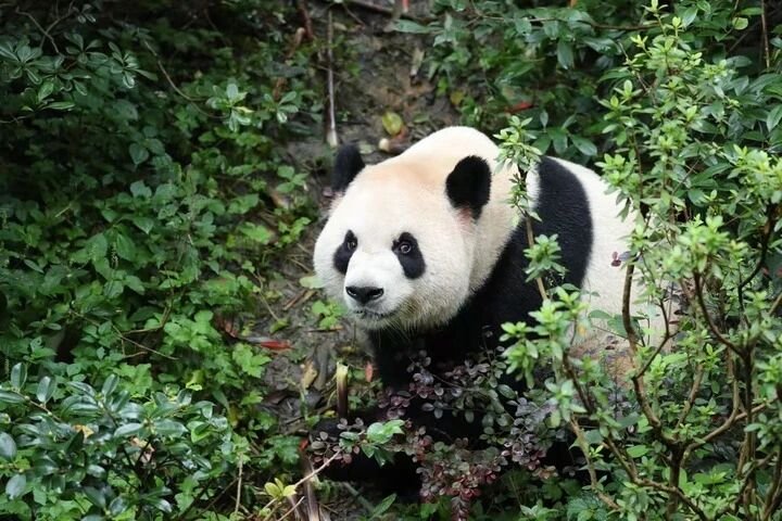 vigour_lin's tweet photo. 中美两国人民友谊的使者大熊猫“平平”“福双”，将赴美国！
“平平”（左）“福双”（右）
The giant panda is a messenger of friendship between the peoples of China and the United States. Pandas "Pingping" and "Fushuang" are heading to the United States! "Pingping" (left), "Fushuang" (right). https://t.co/UIo2aCWWf0