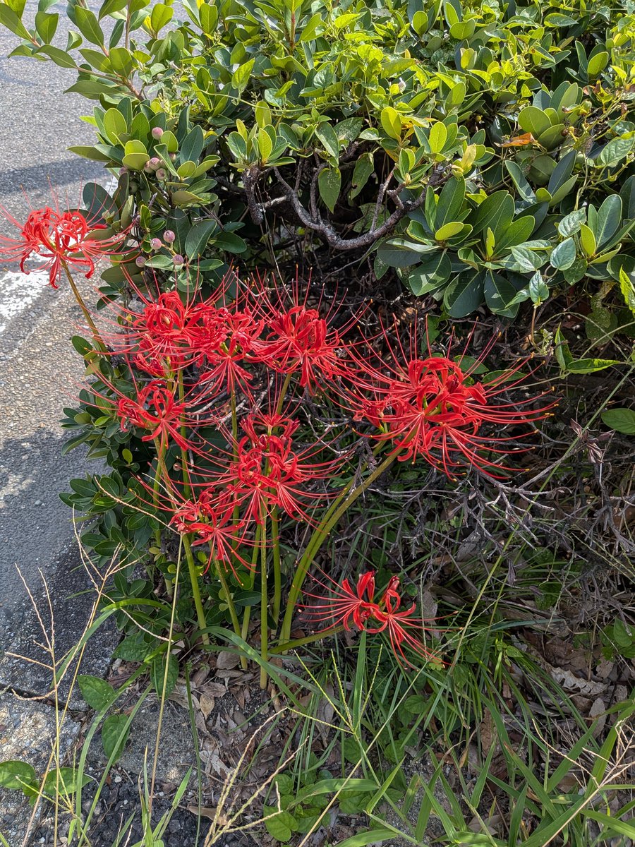 RINGOsabaneko's tweet photo. 家の前の歩道の植木に今年も彼岸花が咲きました。少しだけど白い彼岸花も咲いてます。 https://t.co/sWZlIMV66S